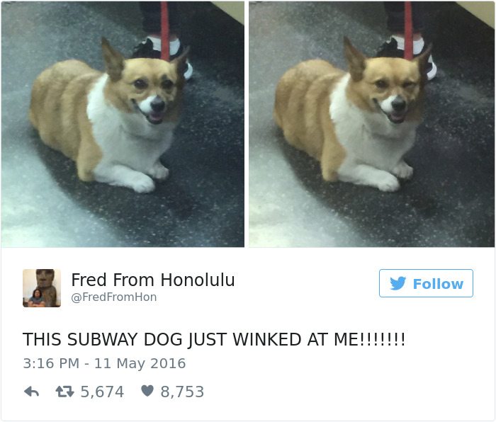 9-dog-tweets-that-are-simply-priceless