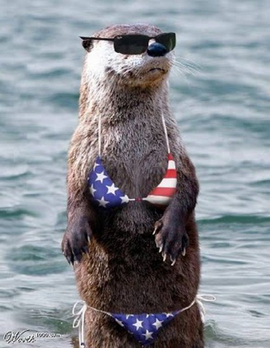 19 Patriotic Animals Eagerly Waiting For The Ellection  Animal