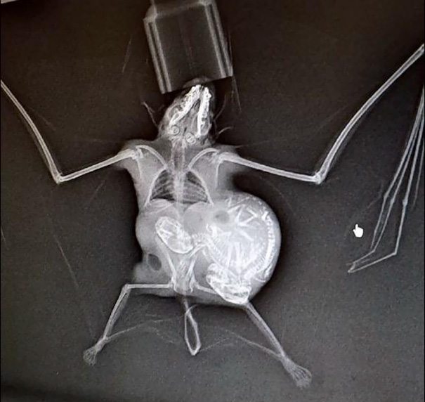 9-pregnant-animal-x-rays-that-are-both-awesome-and-scary