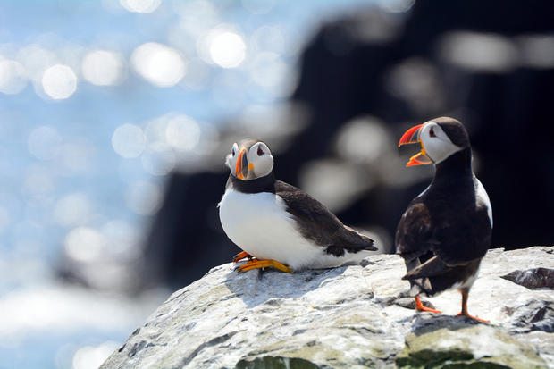 Atlantic puffins in Farne Islands Nature Reserve, England.