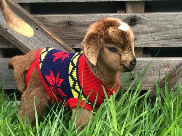 11-animals-in-sweaters-will-melt-your-heart-forever