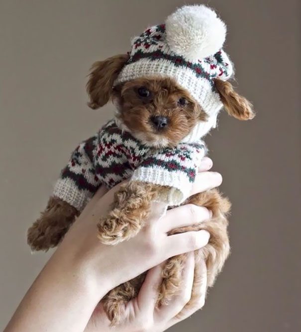13-animals-in-sweaters-will-melt-your-heart-forever