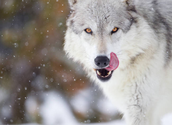 Gray Wolf in winter snow Canis lupus