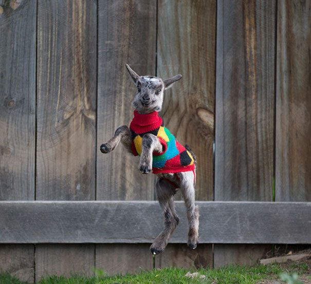 15-animals-in-sweaters-will-melt-your-heart-forever