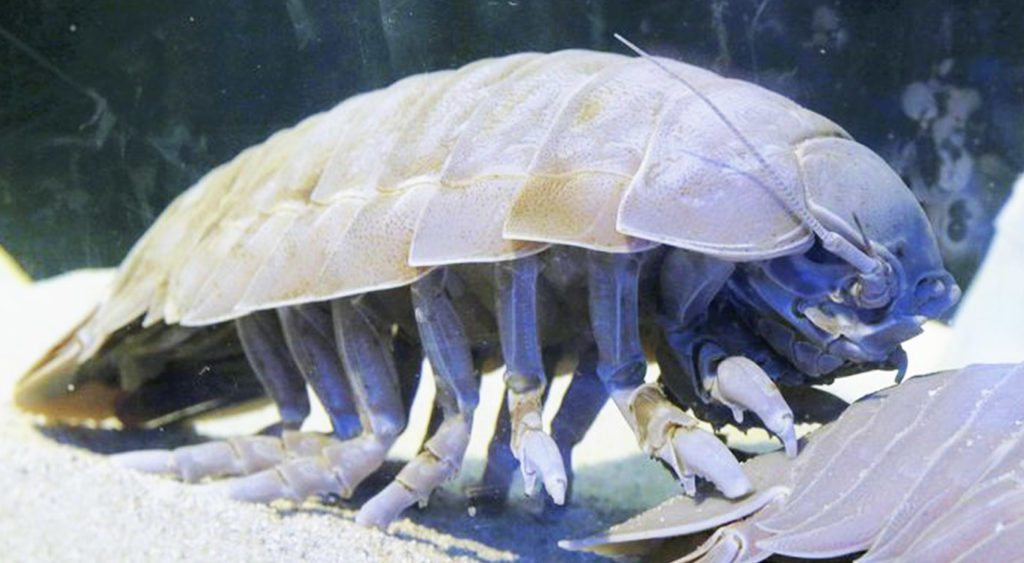 15-giant-isopod-cockroach-of-the-ocean