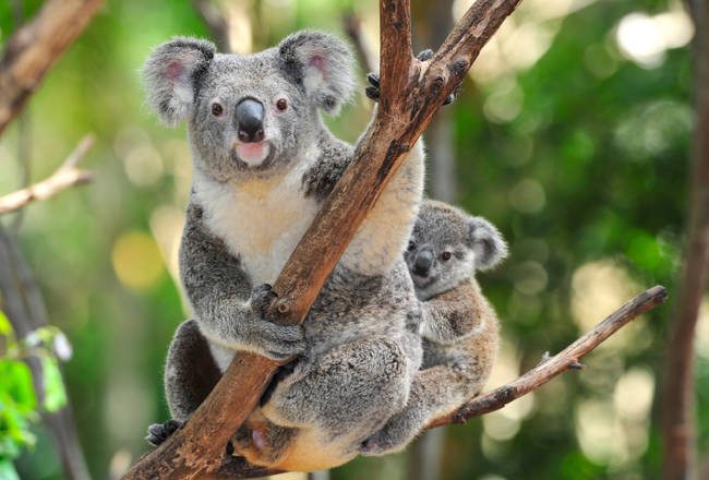 australian koala bear with her cute baby.joey in eucalyptus tree, port macquarie, new south wales, australia. exotic mammal with adorable infant in tropical setting