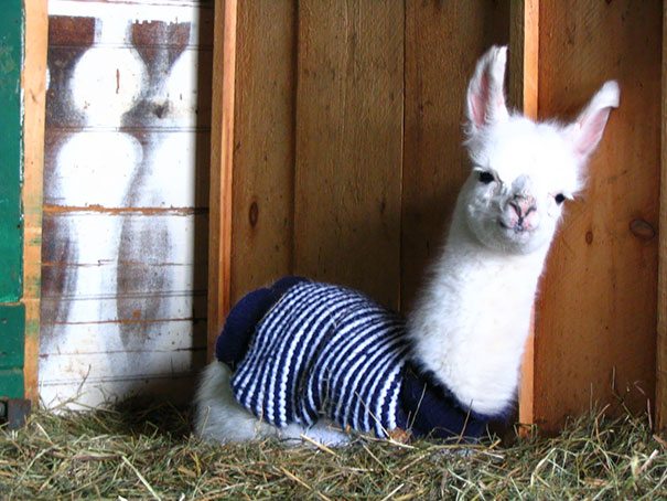 17-animals-in-sweaters-will-melt-your-heart-forever