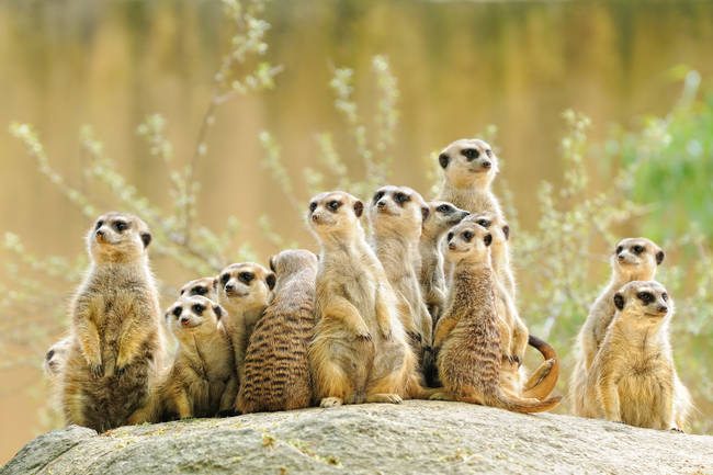 Suricate or meerkat (Suricata suricatta) family Earth males looking for enemies look in all directions