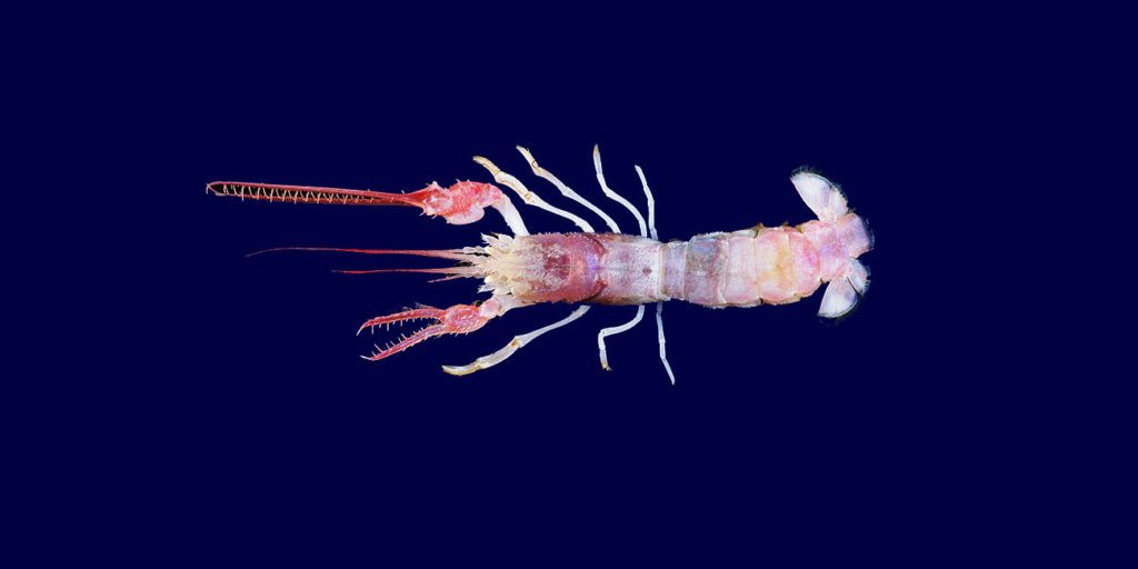 17-terribel-claw-lobster-2007-sea-creature