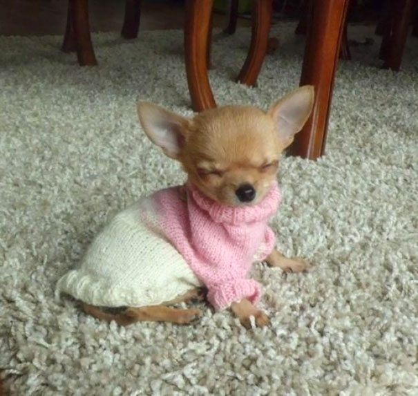 19-animals-in-sweaters-will-melt-your-heart-forever