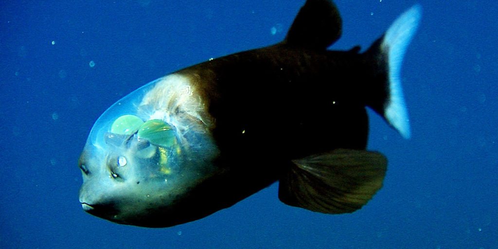 19-barreleye-fish-transparent-head