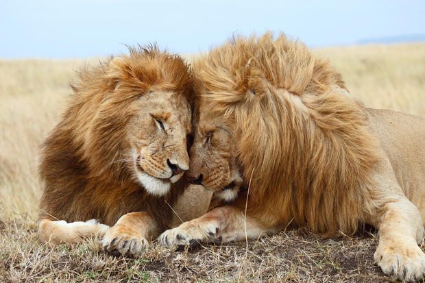 two male lions cuddle each other