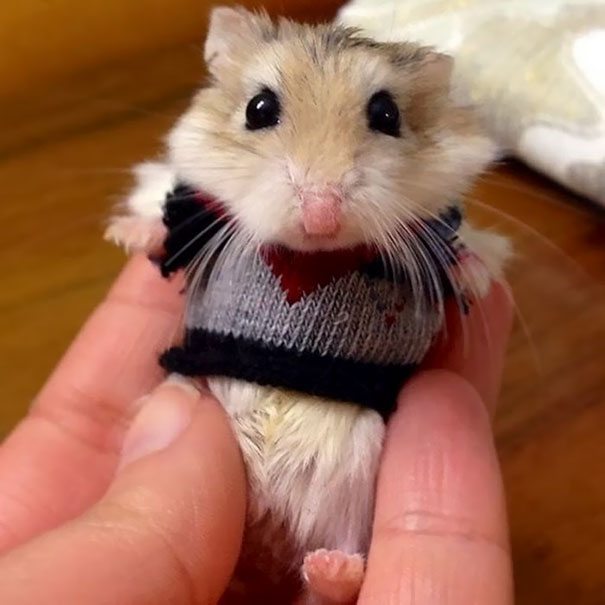 2-animals-in-sweaters-will-melt-your-heart-forever