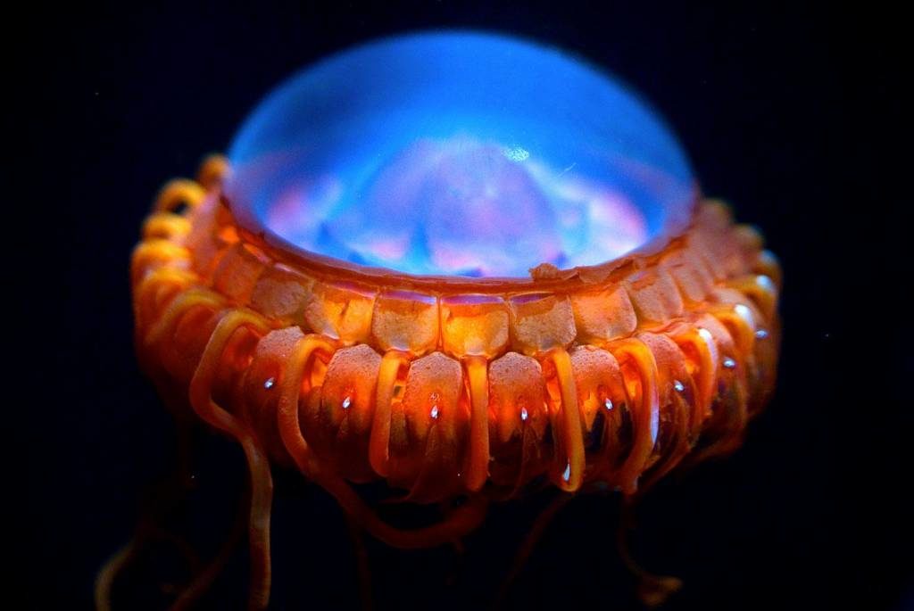 2-attola-medusa-jellyfish-alien