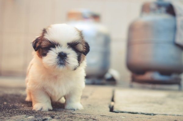 2-these-are-the-most-popular-dog-names-of-2016