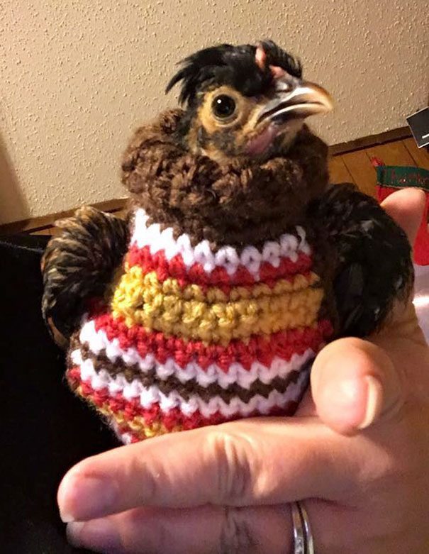 20-animals-in-sweaters-will-melt-your-heart-forever