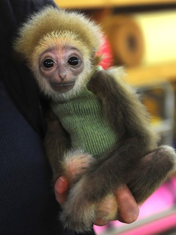 21-animals-in-sweaters-will-melt-your-heart-forever
