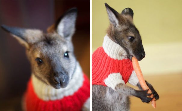 22-animals-in-sweaters-will-melt-your-heart-forever