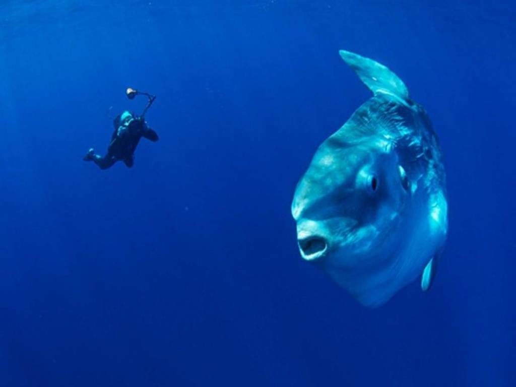 3-mola-mola-fish-giant