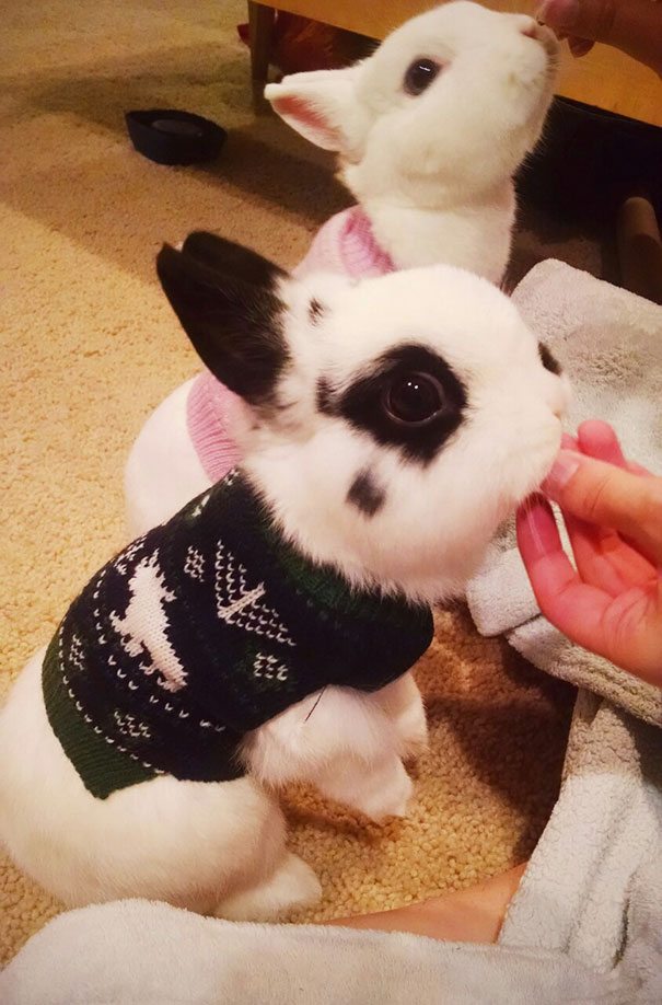 4-animals-in-sweaters-will-melt-your-heart-forever
