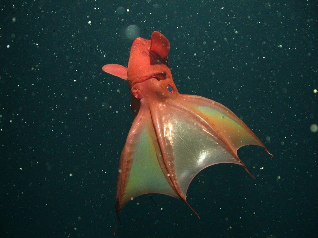 4-vampire-squid-turning-upside-down