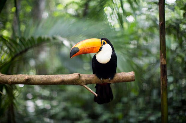Toucan resting on the branch in the wild