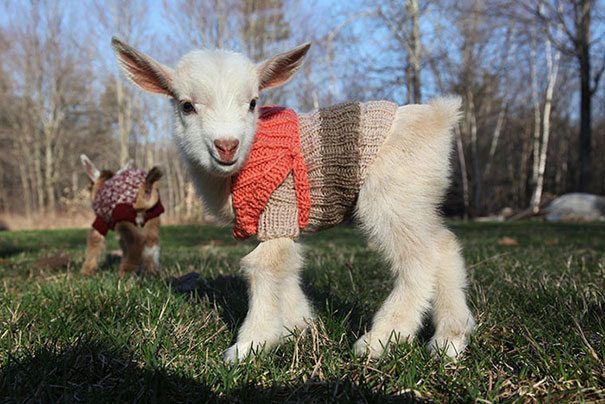 6-animals-in-sweaters-will-melt-your-heart-forever