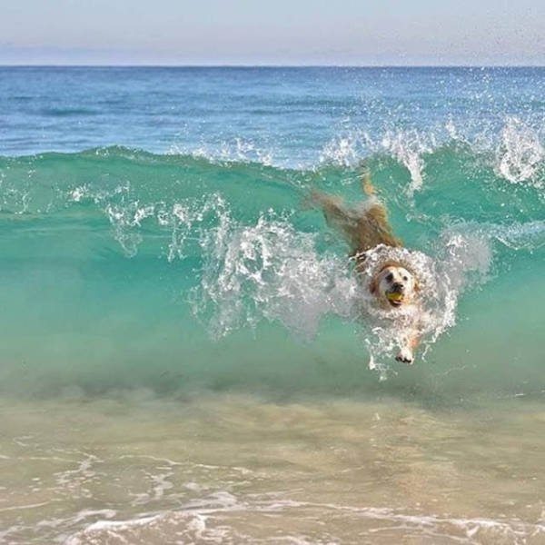 6-perfectly-timed-pics-of-animals-being-hilarious