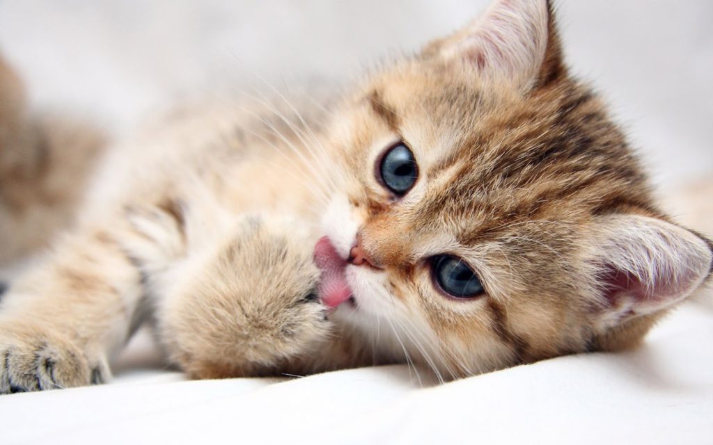 6 surprising animal facts you didnt know about your pets Animal