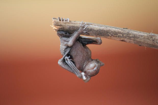 baby Bat on a Limb