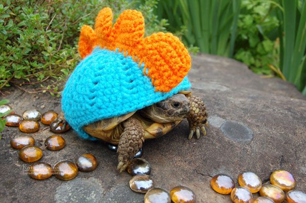 7-animals-in-sweaters-will-melt-your-heart-forever