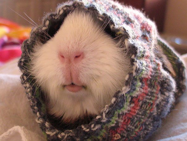 8-animals-in-sweaters-will-melt-your-heart-forever