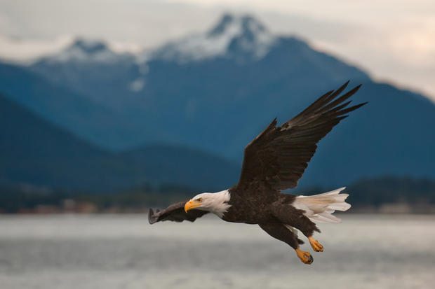 A bald eagle (Haliaeetus leucocephalus) preparing to land near Sitka, Alaska.