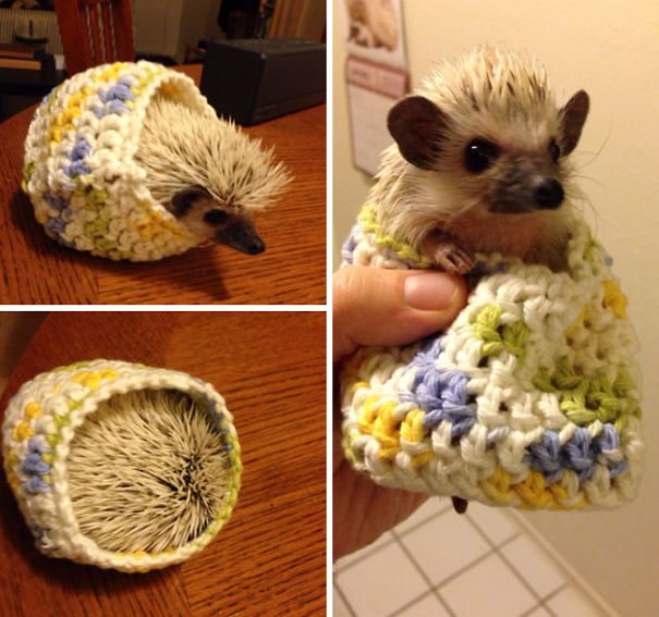 9-animals-in-sweaters-will-melt-your-heart-forever