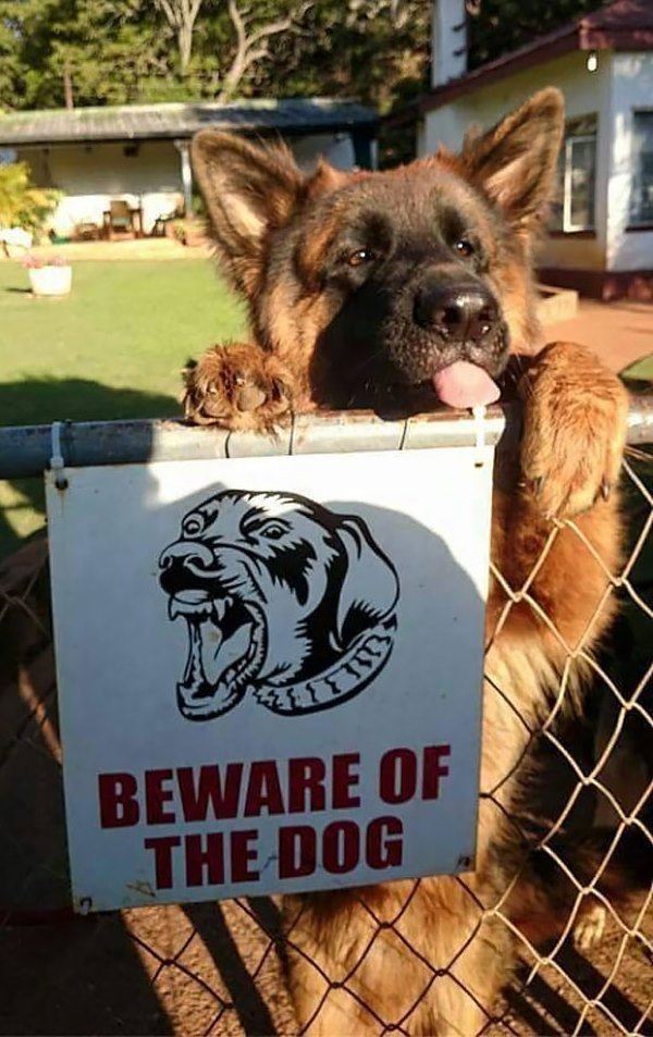 1-why-are-these-beware-of-dog-signs-even-here