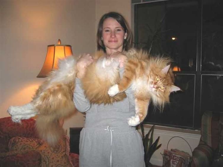 10-cats-so-large-they-seem-out-of-this-world