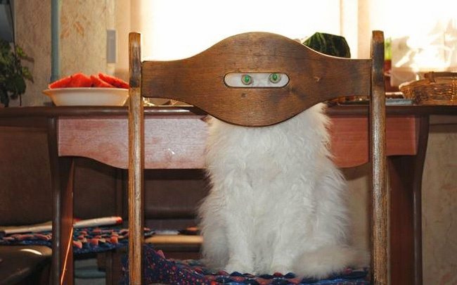 10-pics-proving-that-owning-a-cat-is-hilarious