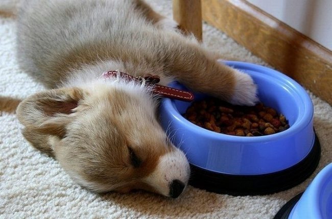 10-these-puppies-take-sleeping-to-a-new-cuteness-level