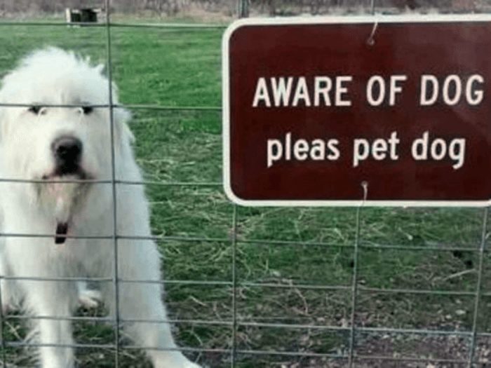 10-why-are-these-beware-of-dog-signs-even-here
