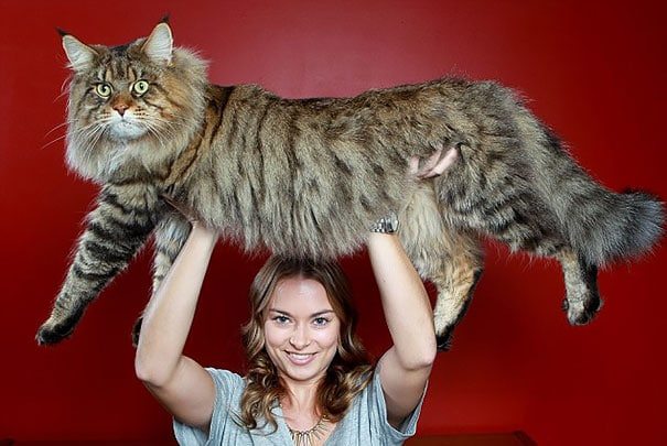 11-cats-so-large-they-seem-out-of-this-world
