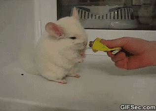 11-funniest-animal-gifs-in-the-internet-history