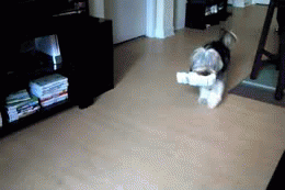 12-funniest-animal-gifs-in-the-internet-history