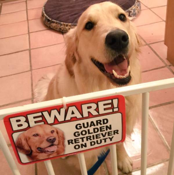 12-why-are-these-beware-of-dog-signs-even-here