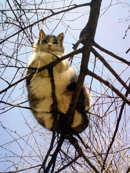 13-cats-so-large-they-seem-out-of-this-world