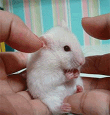 13-funniest-animal-gifs-in-the-internet-history