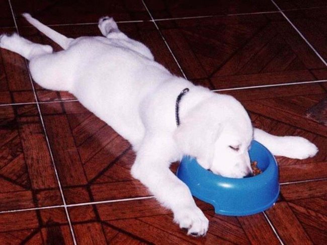 13-these-puppies-take-sleeping-to-a-new-cuteness-level