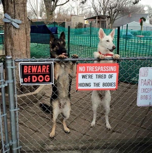 13-why-are-these-beware-of-dog-signs-even-here