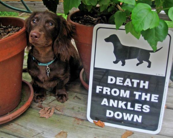 14-why-are-these-beware-of-dog-signs-even-here