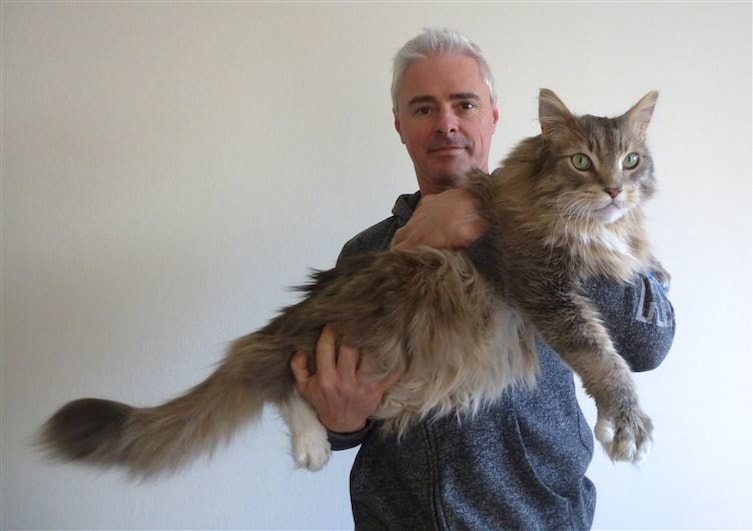 15-cats-so-large-they-seem-out-of-this-world