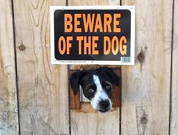 15-why-are-these-beware-of-dog-signs-even-here